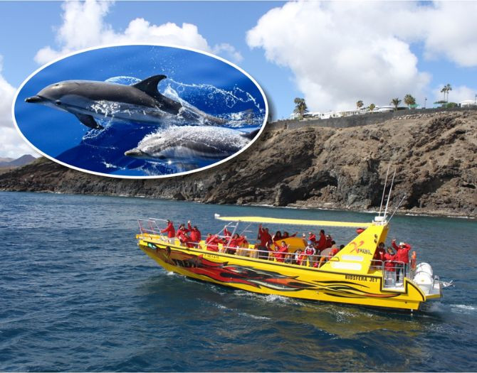 Avistamiento de Delfines desde Puerto del Carmen | Marinalia.es