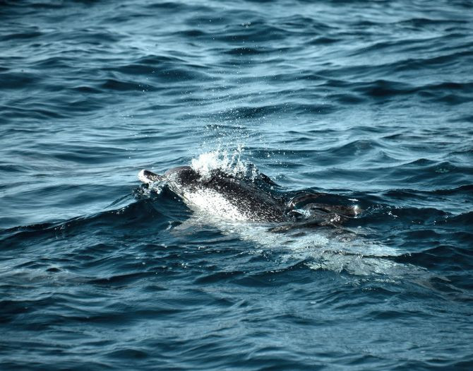 Avistamiento de delfines al atardecer en Gran Canaria