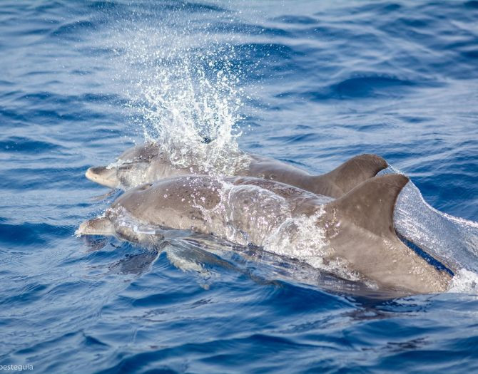 Avistamiento de Delfines en Gran Canaria en barco