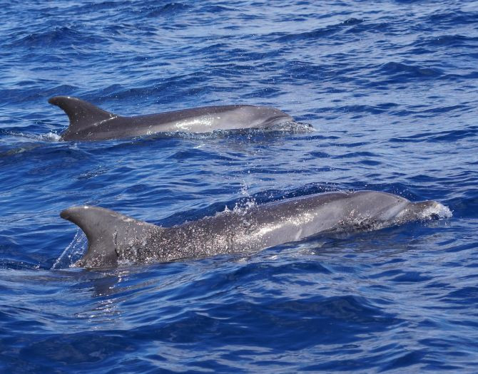 Tour Privado al atardecer con Delfines en Gran Canaria