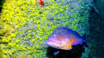 Odisea Diving