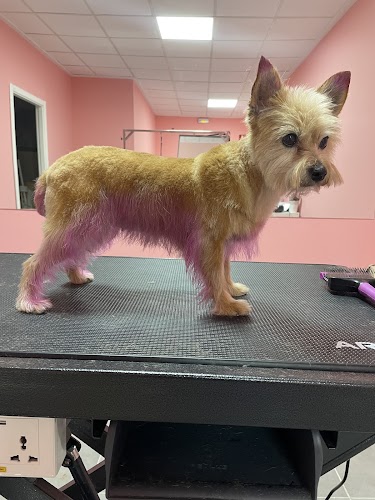 Peluqería Canina y Felina Liliputs