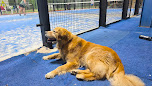 Club de Padel Puerto del Rosario
